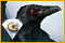 Redemption Cemetery: Curse of the Raven Collector`s Edition