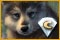 Shadow Wolf Mysteries: Bane of the Family Collector`s Edition